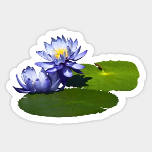 Water Lilies - Purple Water Lilies in Sunshine Sticker